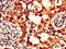 Msk antibody, orb46915, Biorbyt, Immunohistochemistry paraffin image 