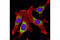 Prolyl 4-Hydroxylase Subunit Beta antibody, 2446S, Cell Signaling Technology, Immunofluorescence image 