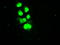 Small RNA Binding Exonuclease Protection Factor La antibody, LS-B10046, Lifespan Biosciences, Immunofluorescence image 