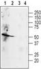 ADRB2 antibody, TA328710, Origene, Western Blot image 
