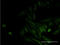 Outer Dense Fiber Of Sperm Tails 2 antibody, LS-C197816, Lifespan Biosciences, Immunofluorescence image 