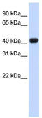 RNA 3'-Terminal Phosphate Cyclase antibody, TA345850, Origene, Western Blot image 