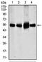 Solute Carrier Family 2 Member 4 antibody, orb137122, Biorbyt, Western Blot image 