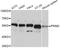 DNA Primase Subunit 2 antibody, A09000, Boster Biological Technology, Western Blot image 