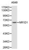 Nuclear Receptor Subfamily 1 Group D Member 1 antibody, abx001258, Abbexa, Western Blot image 