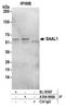 Serum Amyloid A Like 1 antibody, A304-966A, Bethyl Labs, Immunoprecipitation image 