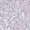 Zinc Finger Protein 280C antibody, NBP2-33618, Novus Biologicals, Immunohistochemistry frozen image 