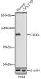 Cold Shock Domain Containing E1 antibody, GTX64731, GeneTex, Western Blot image 
