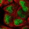 Protein AF-10 antibody, HPA005747, Atlas Antibodies, Immunofluorescence image 