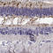 Crumbs homolog 1 antibody, HPA063127, Atlas Antibodies, Immunohistochemistry frozen image 