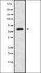 Rbpl antibody, orb337678, Biorbyt, Western Blot image 