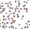 BCL2 Like 11 antibody, LS-B1337, Lifespan Biosciences, Immunocytochemistry image 