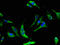 Nucleoside diphosphate kinase homolog 5 antibody, A63030-100, Epigentek, Immunofluorescence image 