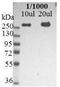 Nestin antibody, AM05803PU-M, Origene, Western Blot image 