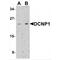 Dendritic Cell Associated Nuclear Protein antibody, MBS153585, MyBioSource, Western Blot image 