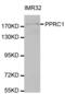 PPARG Related Coactivator 1 antibody, abx004655, Abbexa, Western Blot image 