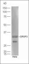 Nuclear receptor subfamily 4 group A member 3 antibody, orb158012, Biorbyt, Western Blot image 