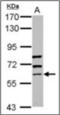 Inositol Polyphosphate Multikinase antibody, orb73648, Biorbyt, Western Blot image 