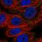 Cdk5 And Abl Enzyme Substrate 2 antibody, HPA052138, Atlas Antibodies, Immunofluorescence image 