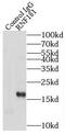Ring Finger Protein 181 antibody, FNab07347, FineTest, Immunoprecipitation image 