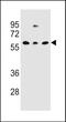 C-Type Lectin Domain Containing 17A antibody, PA5-48997, Invitrogen Antibodies, Western Blot image 