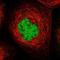 PPARGC1 And ESRR Induced Regulator, Muscle 1 antibody, NBP1-93520, Novus Biologicals, Immunocytochemistry image 