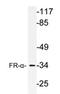 Folate Receptor Alpha antibody, AP21174PU-N, Origene, Western Blot image 