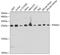 Proteasome Subunit Alpha 2 antibody, 15-049, ProSci, Western Blot image 