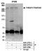 Mediator Complex Subunit 13 antibody, A301-277A, Bethyl Labs, Immunoprecipitation image 