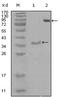 Sek1 antibody, AM06261SU-N, Origene, Western Blot image 