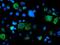 Sentrin-specific protease 2 antibody, MA5-26377, Invitrogen Antibodies, Immunocytochemistry image 