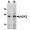 Anterior gradient protein 2 homolog antibody, MBS153577, MyBioSource, Western Blot image 