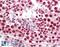  antibody, 43-494, ProSci, Western Blot image 