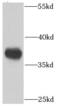 Serine/threonine-protein phosphatase PP1-gamma catalytic subunit antibody, FNab06696, FineTest, Western Blot image 