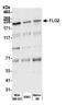 FLG2 antibody, A305-861A-M, Bethyl Labs, Western Blot image 