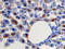 C-X-C Motif Chemokine Ligand 1 antibody, AF-515-NA, R&D Systems, Immunohistochemistry paraffin image 