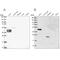 Sperm equatorial segment protein 1 antibody, PA5-62301, Invitrogen Antibodies, Western Blot image 