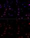 ATP Synthase F1 Subunit Beta antibody, GTX30075, GeneTex, Immunocytochemistry image 