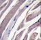 Hexokinase-2 antibody, LS-C101272, Lifespan Biosciences, Immunohistochemistry frozen image 