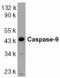 Caspase 9 antibody, AHP492, Bio-Rad (formerly AbD Serotec) , Western Blot image 