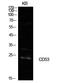 CD53 Molecule antibody, A06249, Boster Biological Technology, Western Blot image 