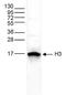 Histone H3 antibody, NBP2-59173, Novus Biologicals, Western Blot image 