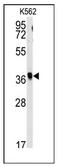 Replication Factor C Subunit 2 antibody, AP12446PU-N, Origene, Western Blot image 