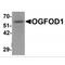 2-Oxoglutarate And Iron Dependent Oxygenase Domain Containing 1 antibody, MBS151396, MyBioSource, Western Blot image 