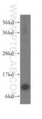 Mitochondrial import inner membrane translocase subunit Tim10 antibody, 11124-2-AP, Proteintech Group, Western Blot image 