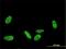 PRKR Interacting Protein 1 antibody, H00079706-M01, Novus Biologicals, Immunocytochemistry image 
