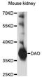 D-Amino Acid Oxidase antibody, STJ27262, St John