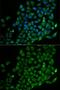 NudE Neurodevelopment Protein 1 Like 1 antibody, GTX54566, GeneTex, Immunofluorescence image 