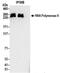 RNA Polymerase II antibody, NBP2-32080, Novus Biologicals, Immunoprecipitation image 