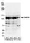 Disabled homolog 2-interacting protein antibody, NBP1-30081, Novus Biologicals, Western Blot image 